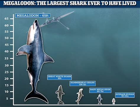 megalodon shark length|Megalodon Size: How Big Was The Megalodon .